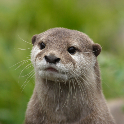 Closeup of a curious otter with greenery in the background.